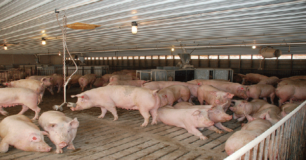 Understanding sow mortality: Part 2