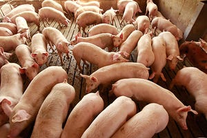 Hog futures offer reasonable pricing opportunities