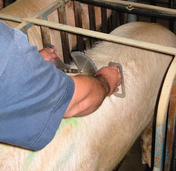 Quantifying Sow Body Condition