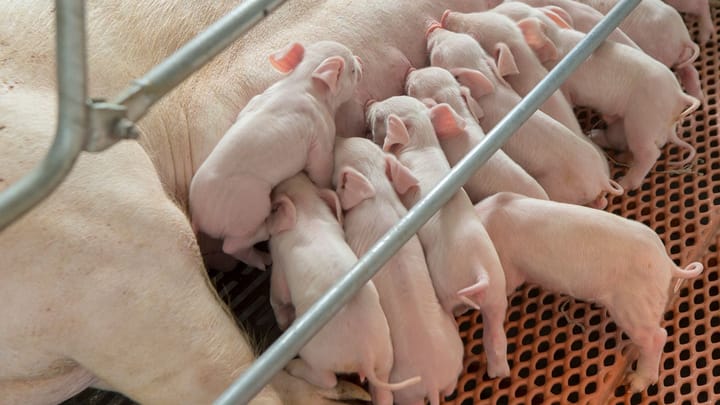 NPB Large Litter Sow