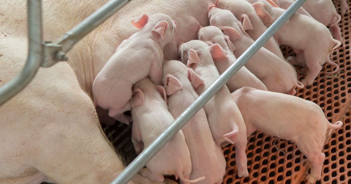 U.S. pork production expected to rise despite breeding herd loss