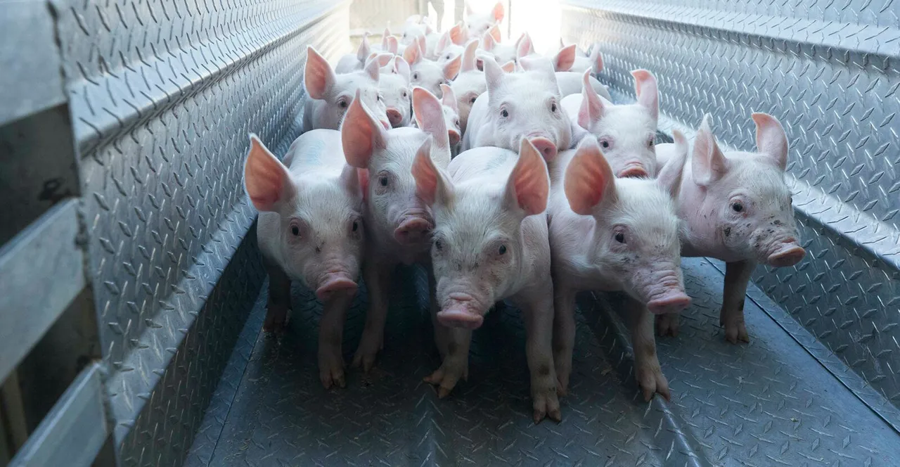 Hog Health recent news | National Hog Farmer