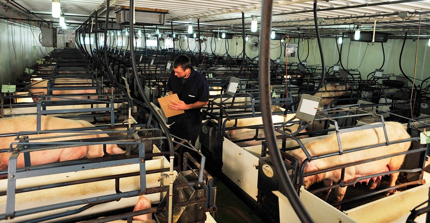 Caregiver checking on gilts Caregiver checking on gilts