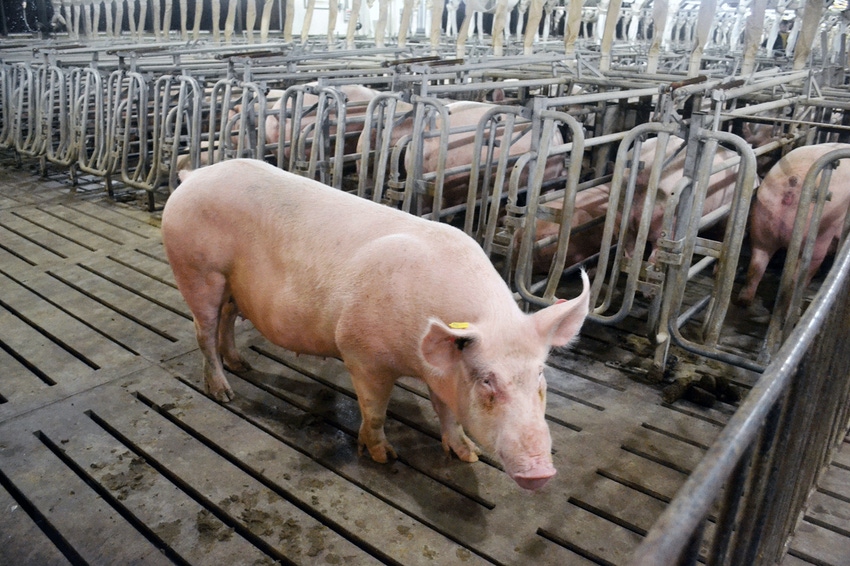 Iowa Pork Industry Center leads effort to address pelvic organ prolapses