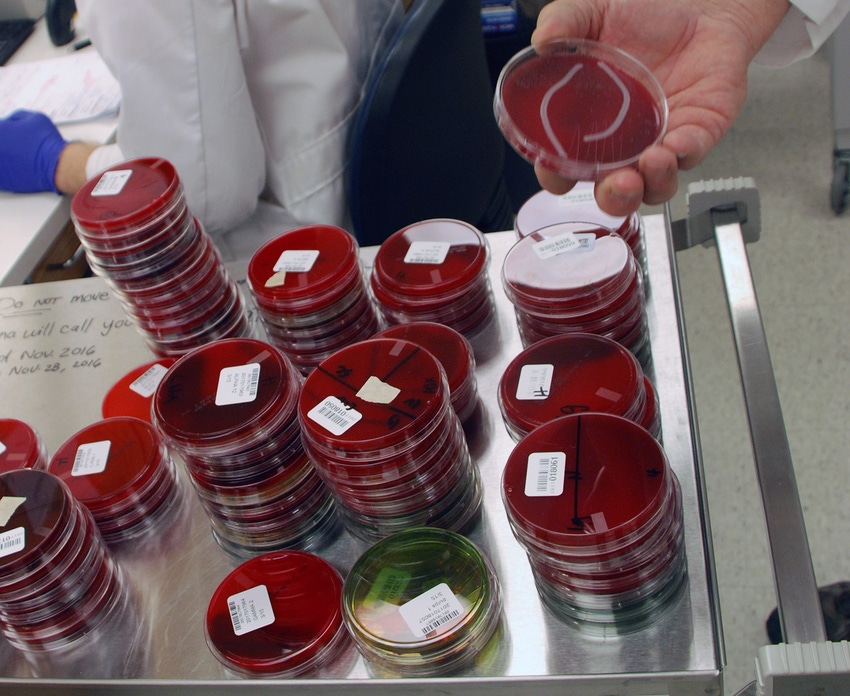 Tray of petri dishes at the Iowa State University Veterinary Diagnostic Laboratory 