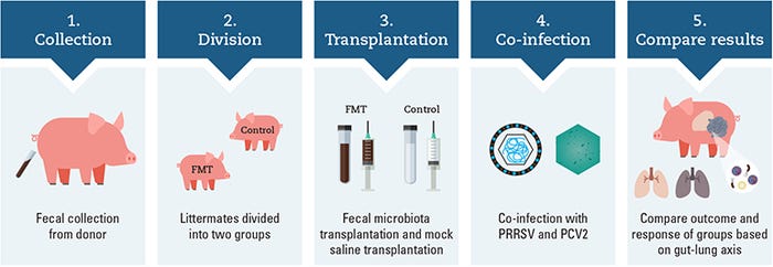 Experiment designed to investigate the effects of fecal microbiota transplantation on outcome following co-infection with porcine reproductive and respiratory syndrome virus and porcine circovirus type 2 in nursery pigs. 