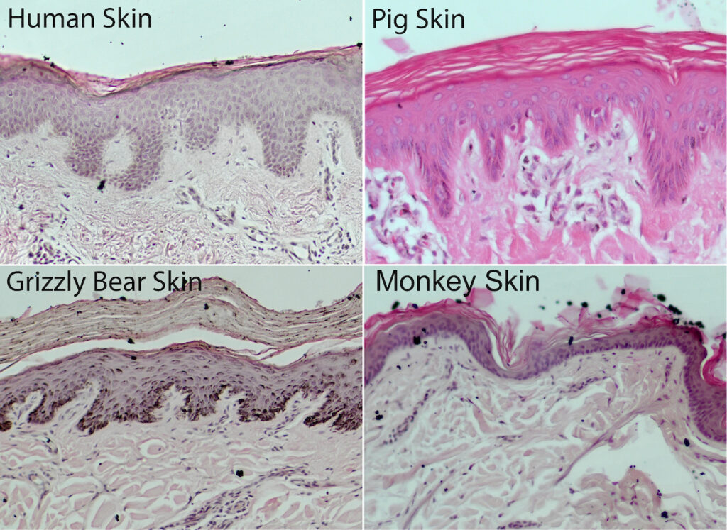 Pigs may hold clues to youthful human skin