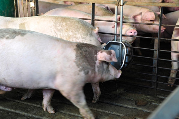 Cold storage report friendly to hogs; inventories still large