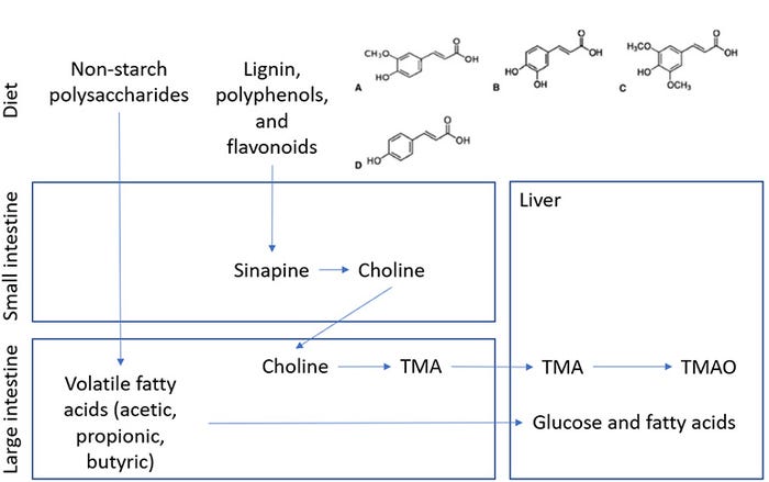  Diagram of diet, small intestine, large intestine, and liver content and biotransformation of non-starch polysaccharides and associated phytochemicals such as lignin and polyphenols.