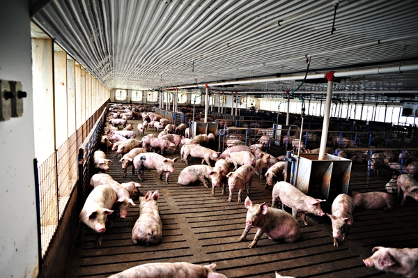 Pork Demand Stays Strong in First Half of 2013