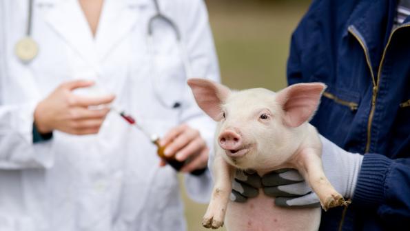 Pork Checkoff News Find A Vet Tool helps U.S. pig farmers locate