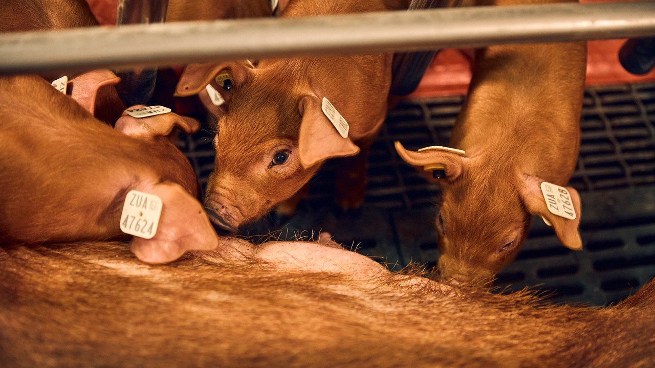 FDA approves PRRS-resistant pig