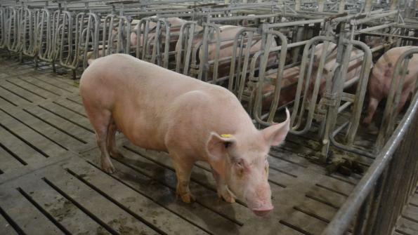 Management crucial to a sow’s lifetime productivity