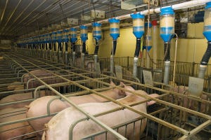 PIGS Act seeks to permanently ban pregnant sow confinement
