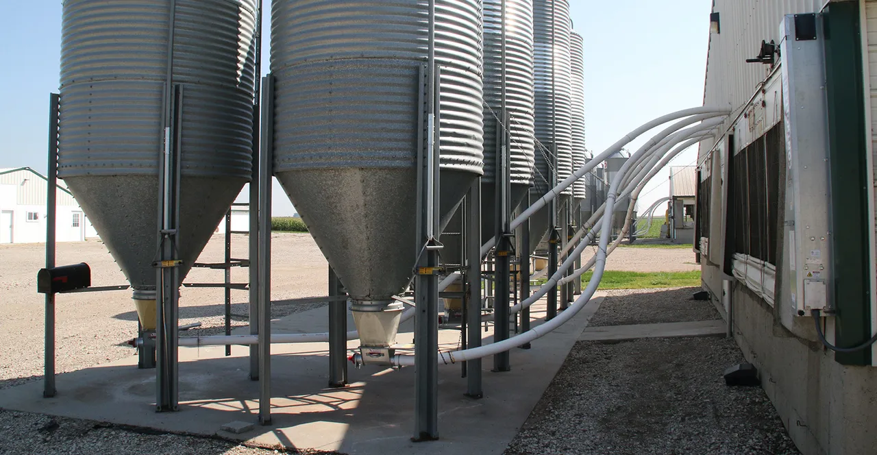 commercial pig farm silos and flexible feed lines