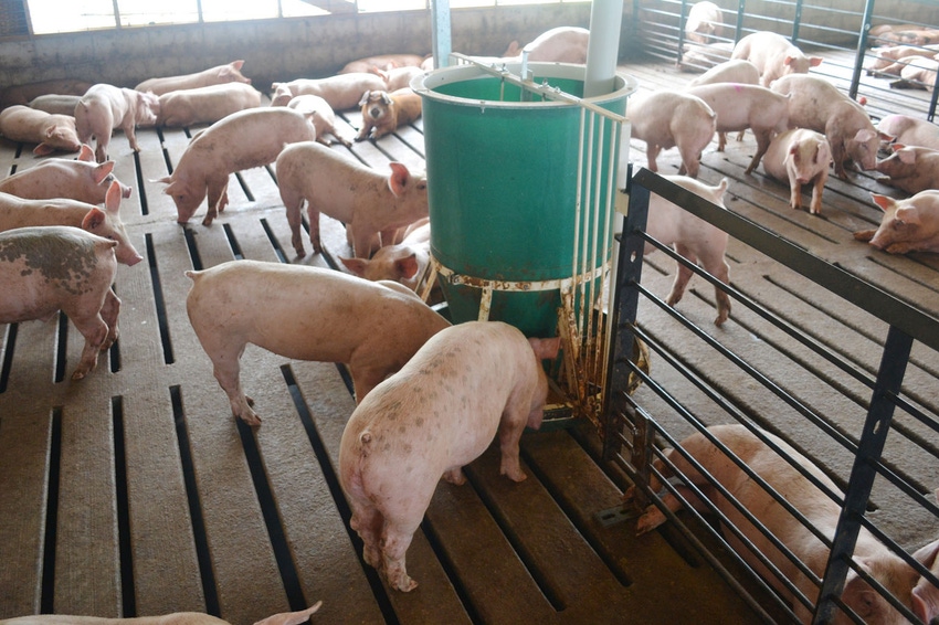 Study looks at high fiber ingredients impact on energy concentration in growing pigs