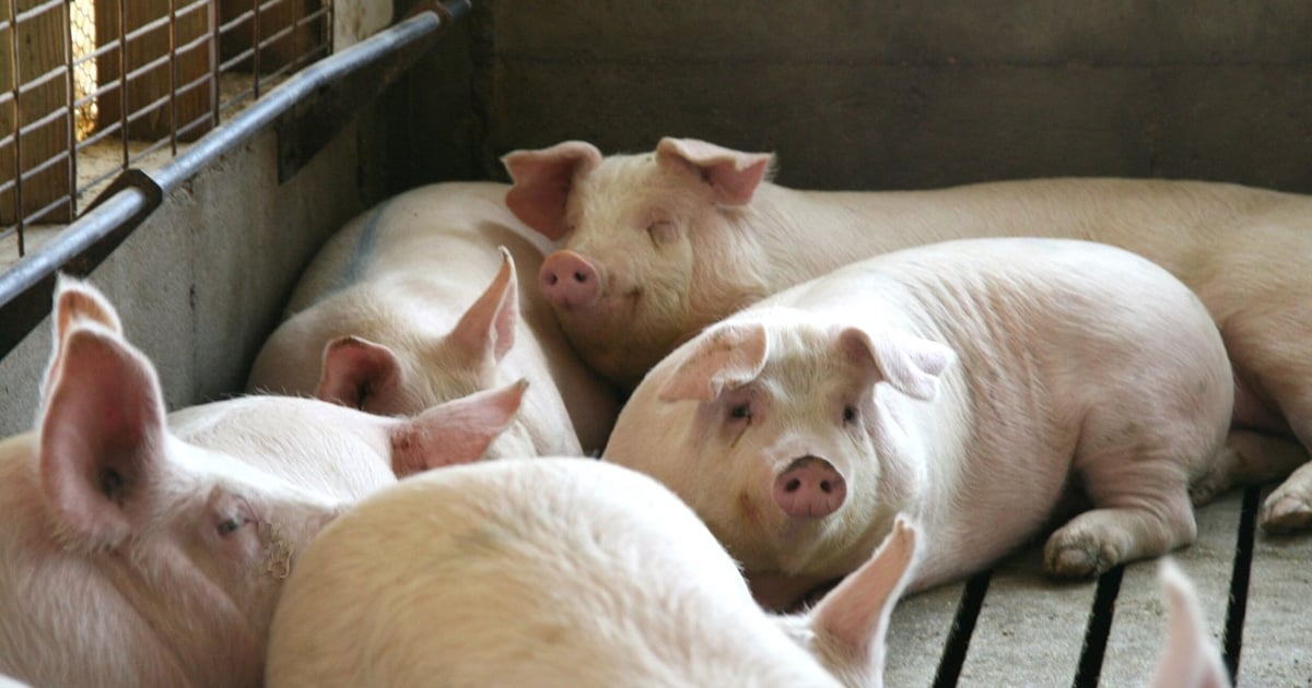 USDA cuts meat production outlook on lower pork, beef supply