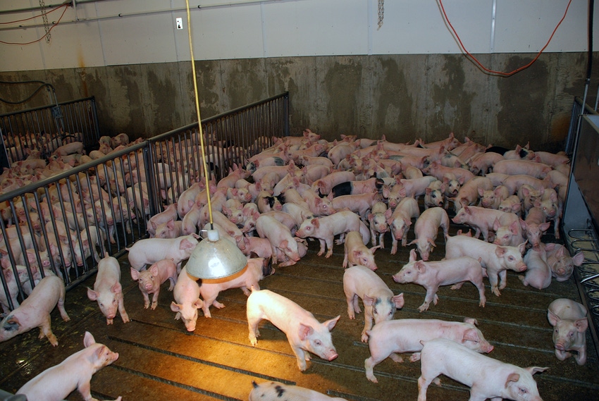 Determining optimum stocking density in nursery pigs