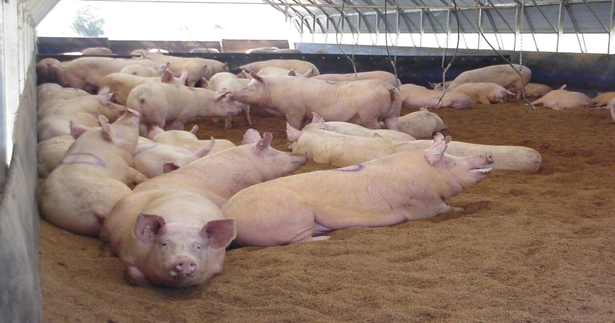 USDA releases third national U.S. Small Enterprise Swine Study results