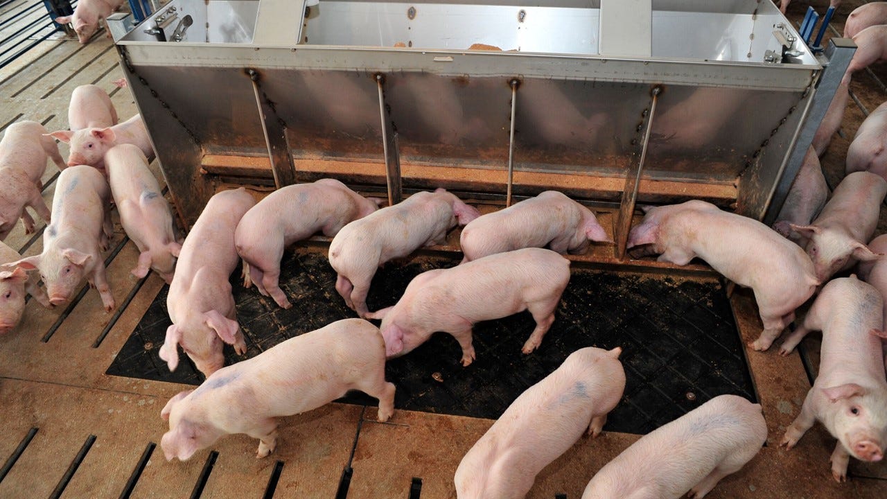 Feeding pigs is easy. Right?