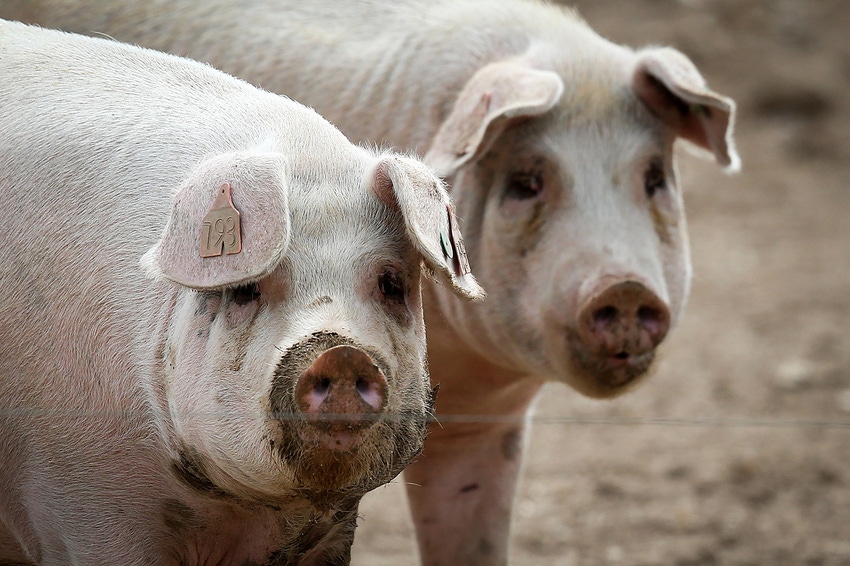African swine fever spreading in Russia