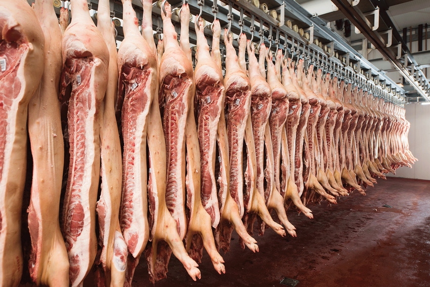 Hog-carcasses-hanging