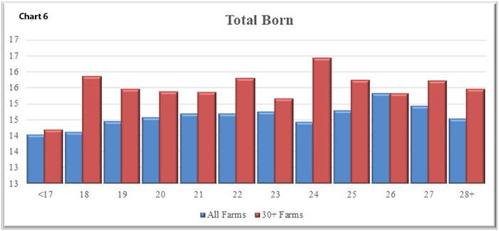 Chart 6 shows an improvement in total born that is similar to that of farrowing rate.