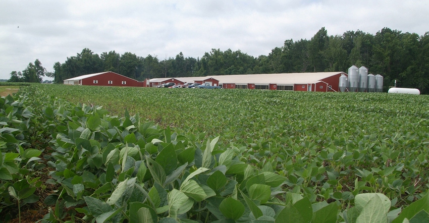 Soybean field with pig barns in the background