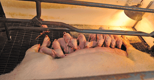 Researchers evaluated increasing sow nutrient intake during late-gestation to enhance piglet colostrum intake and colostrum c