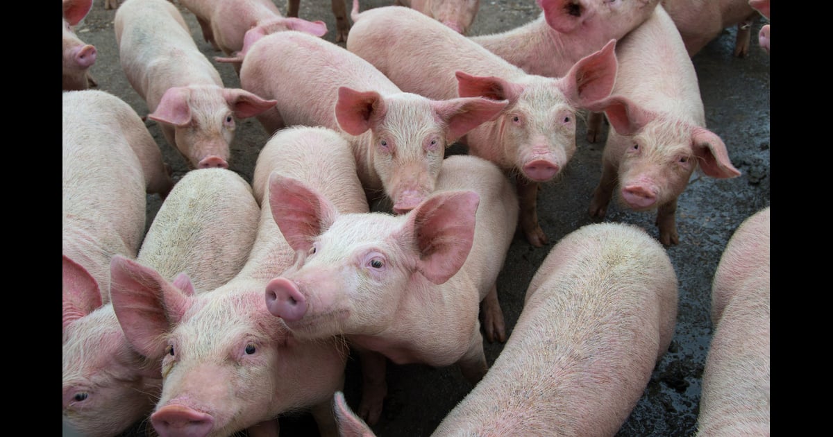 UK steps up African swine fever preparedness strategy