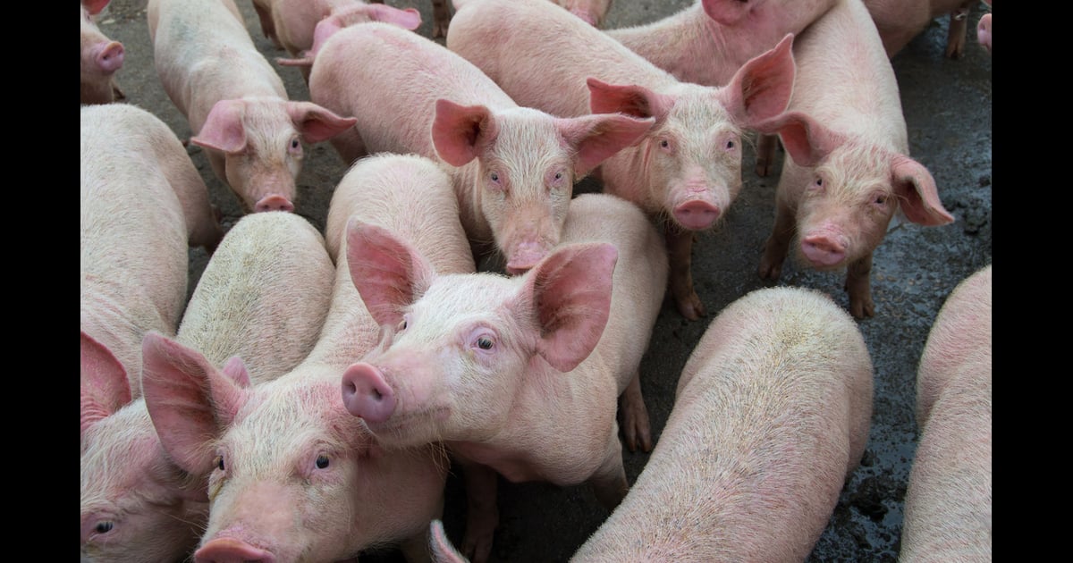 Nick Rue Compeer Shifting consumer demand, sustainability concerns to weigh on EU pork ...