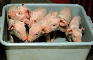 When are your piglets dying?