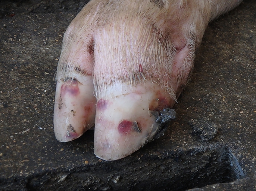 Senecavirus can present with hemorrhages in the deep nail bed, mirroring symptoms of foot-and-mouth disease