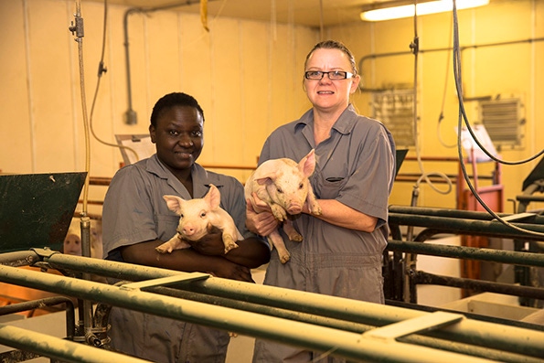 Last trimester nutritional needs of sows lead to more productivity