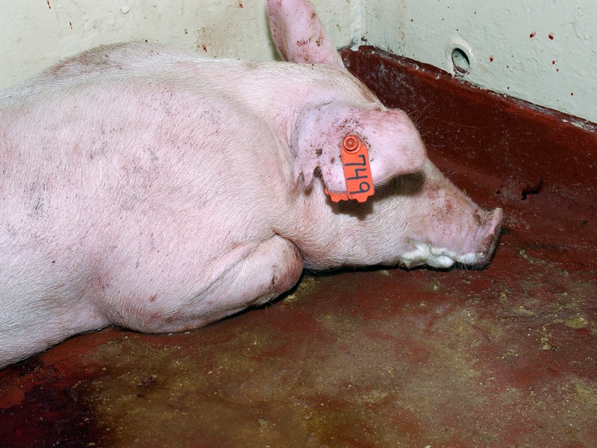 EPA approves disinfectants for use against African swine fever virus EPA approves disinfectants for use against African swine fever virus