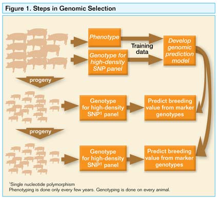 Genomic Selection Shows Promise in Swine Breeding