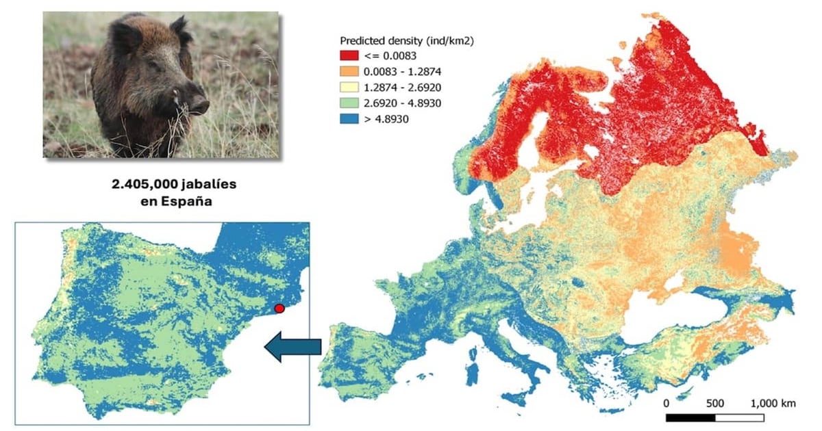 Experts develop first high-resolution wild boar density map