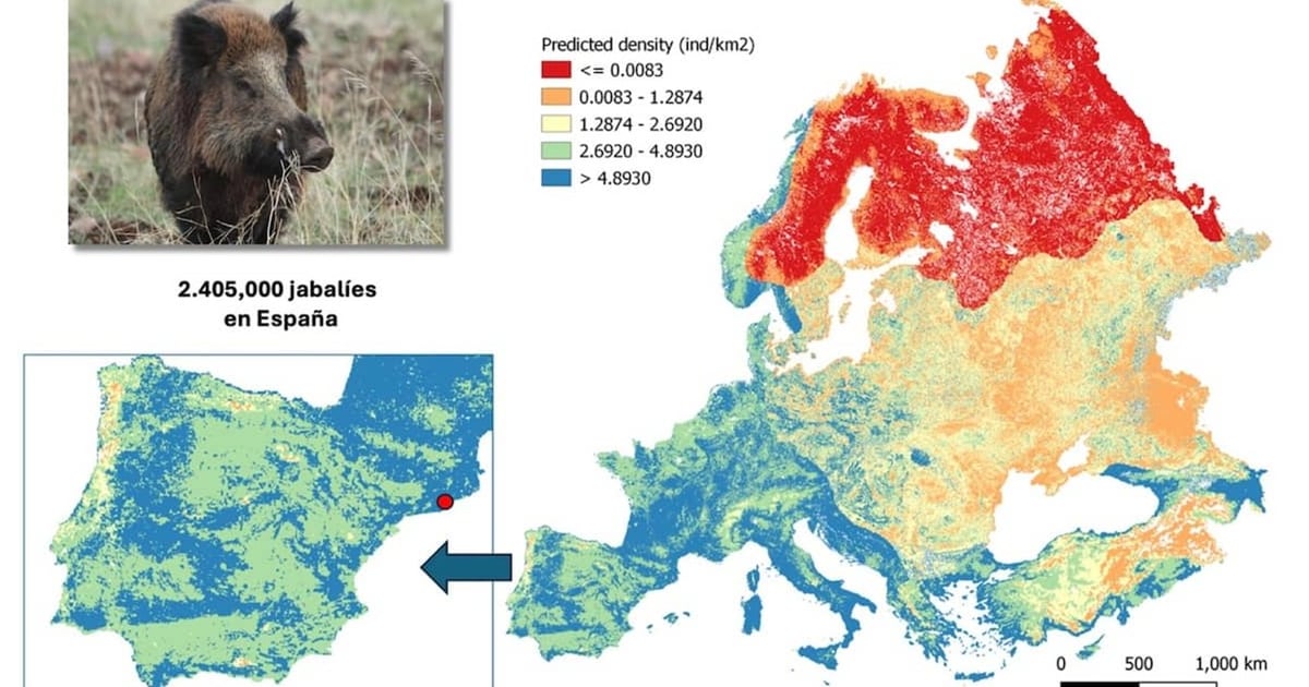Boar Stack Experts develop first high-resolution wild boar density map