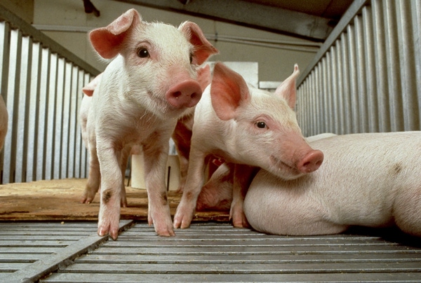 Whey Co-Products a Viable Ingredient in Weanling Pig Diets