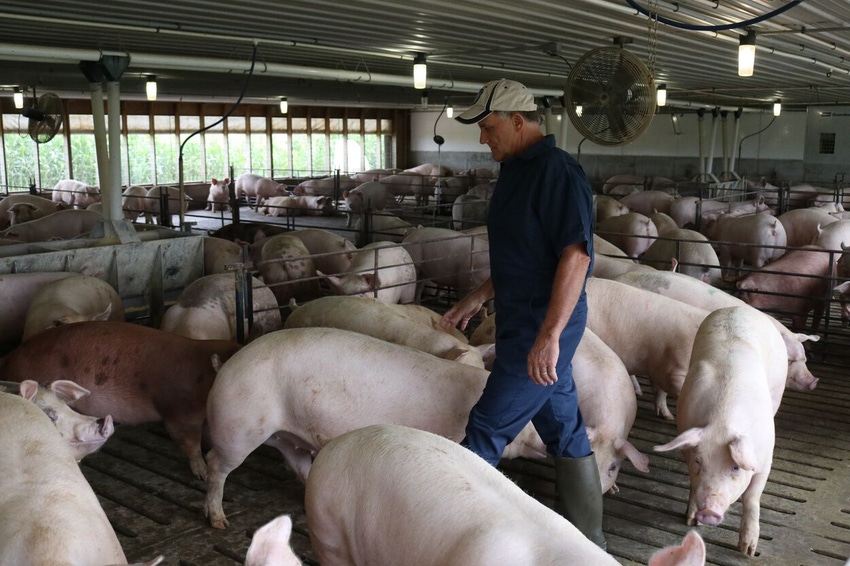 Bill Luckey with Pigs.jpg