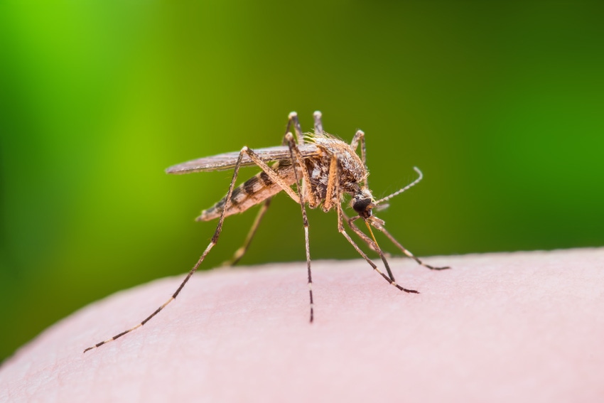 K-State studies the role of pigs and mosquito in spreading Japanese encephalitis virus