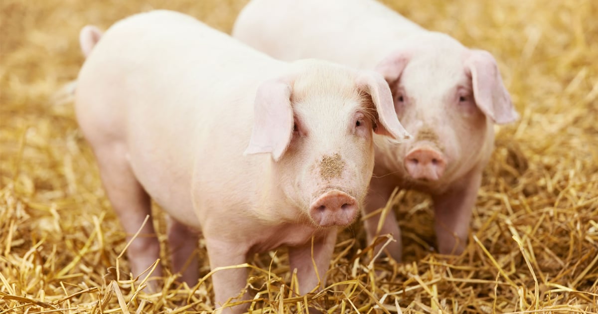 potbelly pig b12 injections Injectable Vitamin B Complex for Pigs | Bexan SP The alfalfa How to Inject A Pig
