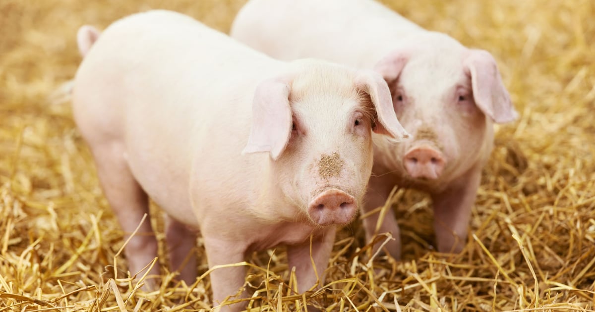 potbelly pig b12 injections Injectable Vitamin B Complex for Pigs | Bexan SP The alfalfa How to Inject A Pig