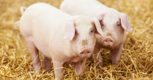 Pre-partum injection of fat-soluble vitamins offers farrowing, newly-weaned pig benefits