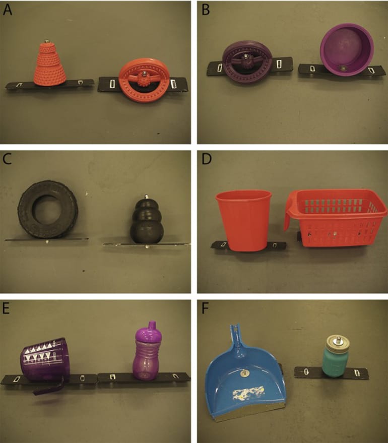 Do Pigs Play With Toys: Surprising Facts You Need to Know