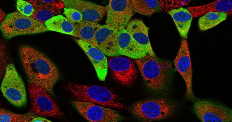 Researchers gain insight into how ASFV enters, replicates in pig cells