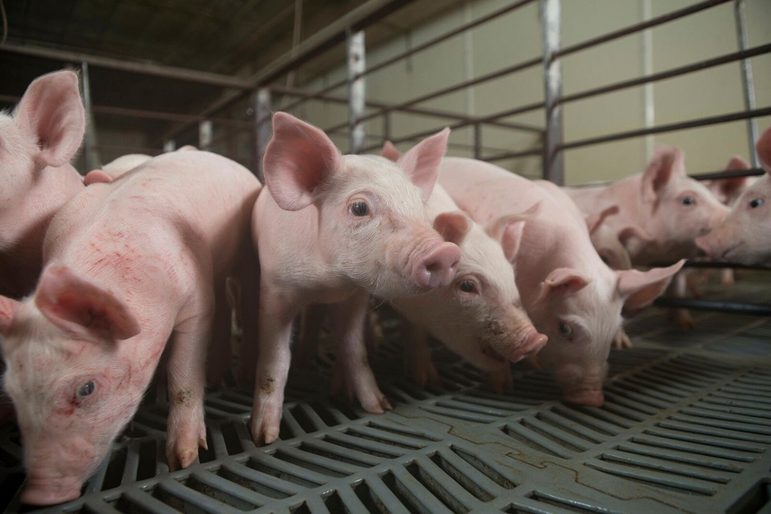 nhf-npb-pigs-pen-1540.jpg nhf-npb-pigs-pen-1540.jpg