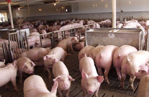 Pork Production Estimates Increase for 2013