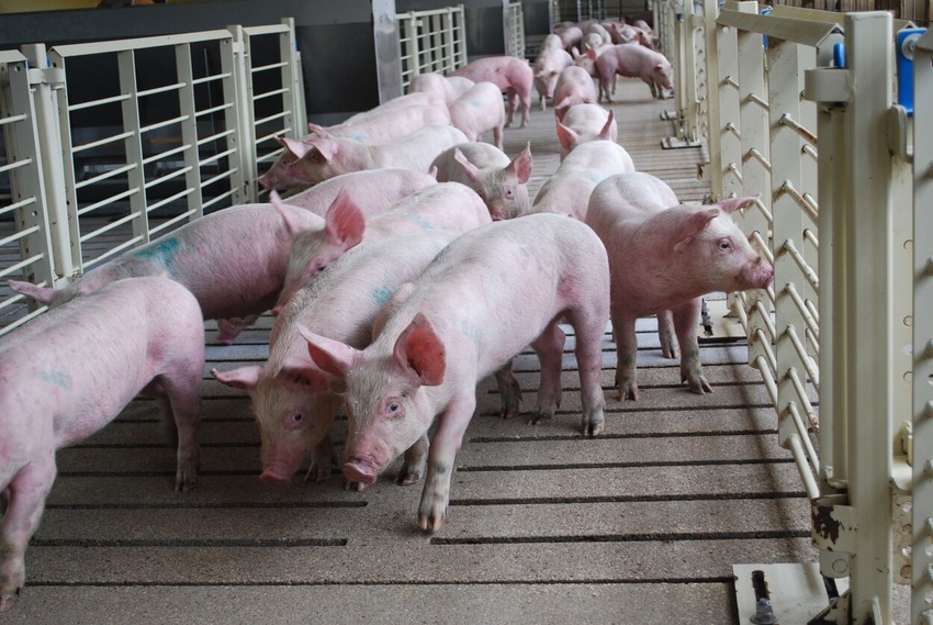 NPB-finisher-pigs.jpg