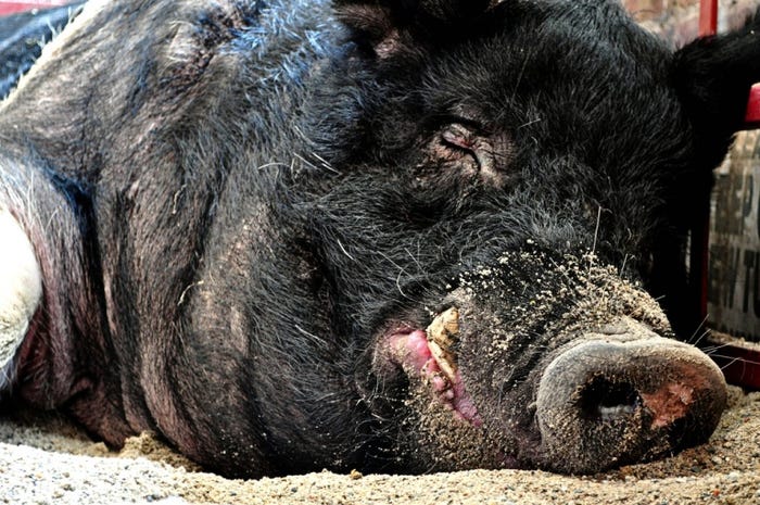 National Hog Farmer "Hogs Are Beautiful" Photo Contest Entries